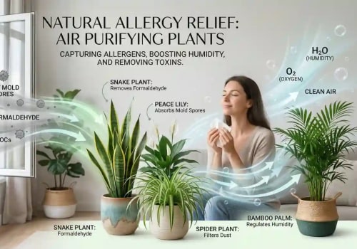 Best Hypoallergenic Air Purifying Plants for Allergy Sufferers